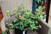 Hypericum, 10 plants in one pot