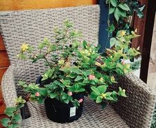Hypericum, 10 plants in one pot