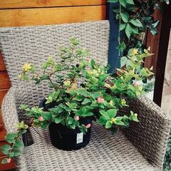Hypericum, 10 plants in one pot