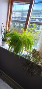 indoor plants