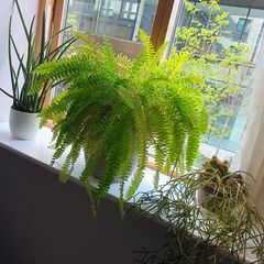 indoor plants