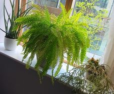 Indoor plants