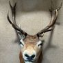 Deer head wall mounted Fallow Stag Image 2