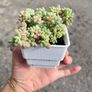 plant Image 2