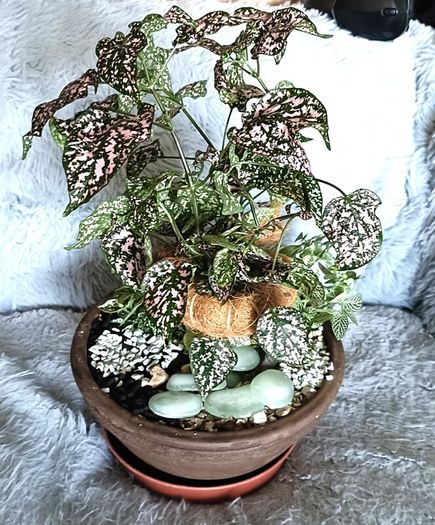 Plants Composition