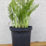 Fresh Fennel Plants Image 4