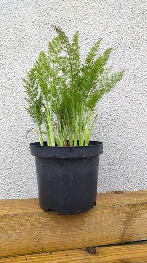 Fresh Fennel Plants