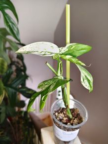 Epipremnum Pinnatum Marble
