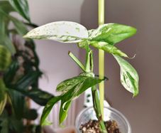 Epipremnum Pinnatum Marble