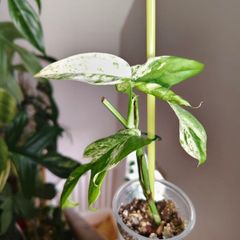 Epipremnum Pinnatum Marble