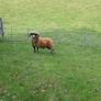 Lanark Shearling rams Image 4