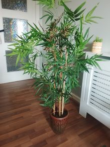 TK MAX bamboo plant