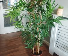 TK MAX bamboo plant