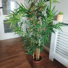 TK MAX bamboo plant