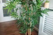 plants