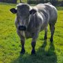Hybrid Blue/lim Bull Image 7