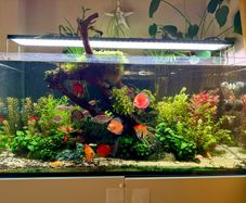 Aquarium for sale