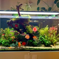 Aquarium for sale