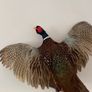 Pheasant Taxidermy Image 3
