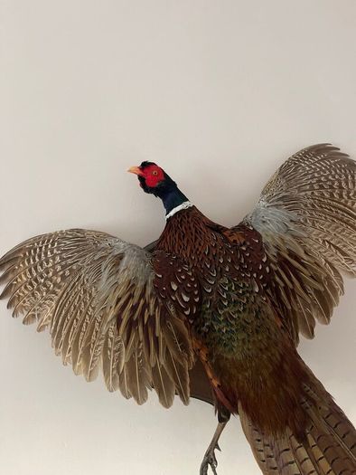 Pheasant Taxidermy