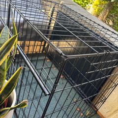 dog cage