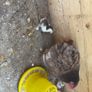 pekin Image 2