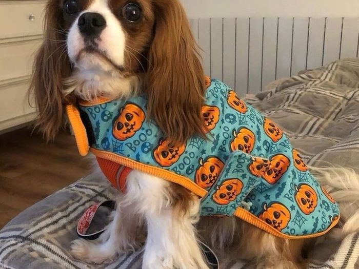 Dog Pumpkin Halloween Costume