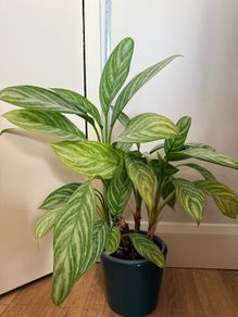 Aglaonema Plant