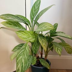 plant