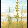 1993 Ireland Fauna & Flora Irish Orchids Commemorative Stamps Maximum Cards Mint Image 5