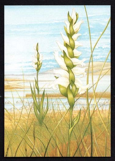 1993 Ireland Fauna & Flora Irish Orchids Commemorative Stamps Maximum Cards Mint