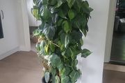 Philodendron Scandens Brasil