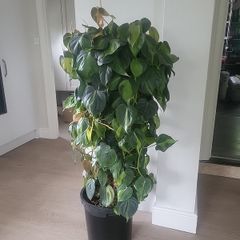 Philodendron Scandens Brasil