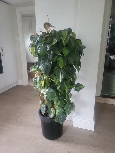 Philodendron Scandens Brasil
