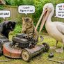 lawnmower repair and service Image 2