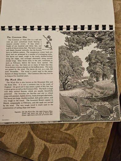 29 ink drawings of various tree species by artist S. R. Badmin. It's in binder form with 29 description of each of the  trees. See photos for same.
