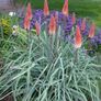 plants Image 2
