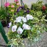 Stand including two hanging baskets  25 euro for the 3 please have a look  at more plants on my site Image 2