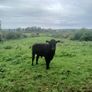 Bullocks Image 2