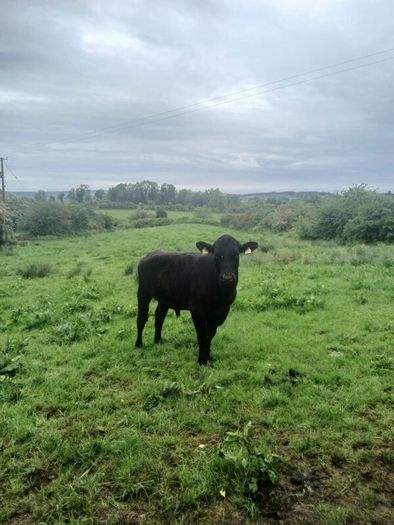 Bullocks