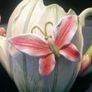 Majolica 2-Sided Butterfly Cabbage Watering Pail Image 9