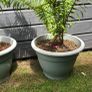 2 large ferns 25 each Image 2