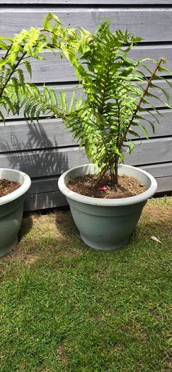 2 large ferns 25 each