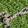 Antique Fire Place TONGS: 1800'S Image 6