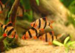 tiger barbs