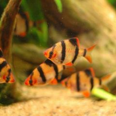 tiger barbs