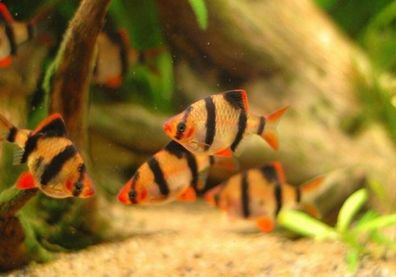 tiger barbs
