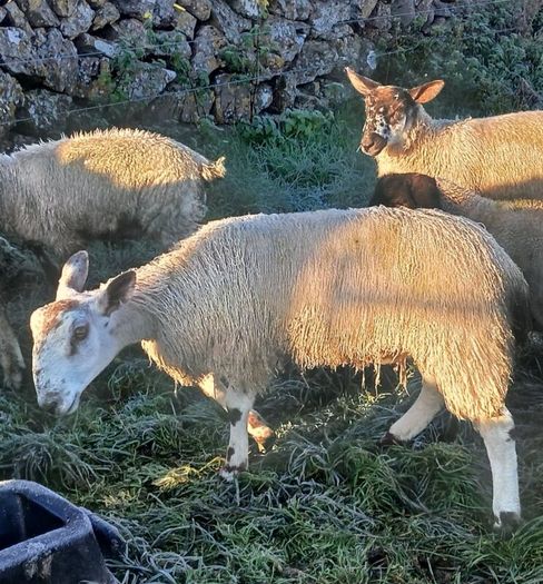 Bluefaced Lecister rams