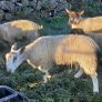 Bluefaced Lecister rams Image 2