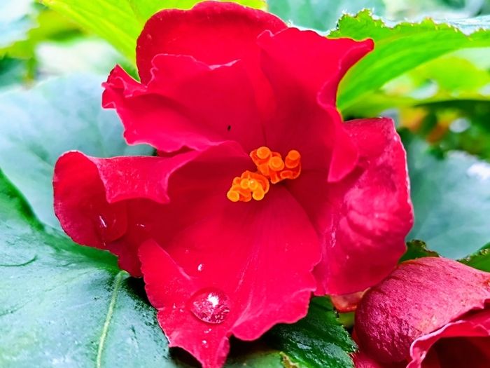 Begonia Crimson Camilla Sale